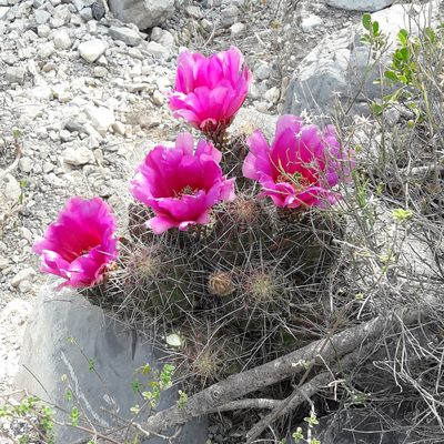 Echinocereus stramineus, photographed by José Gerardo Velasco