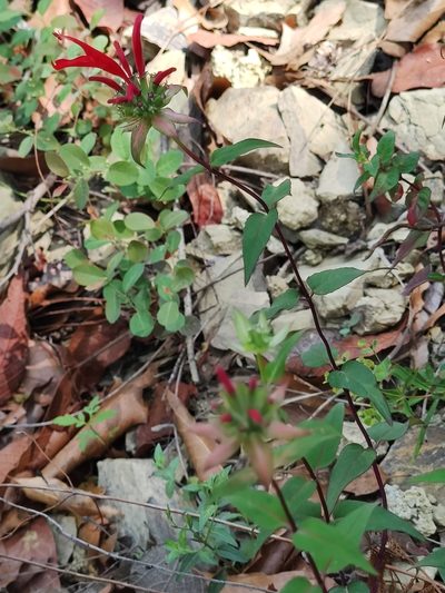 Monarda pringlei, photographed by Liliana Ramírez-Freire