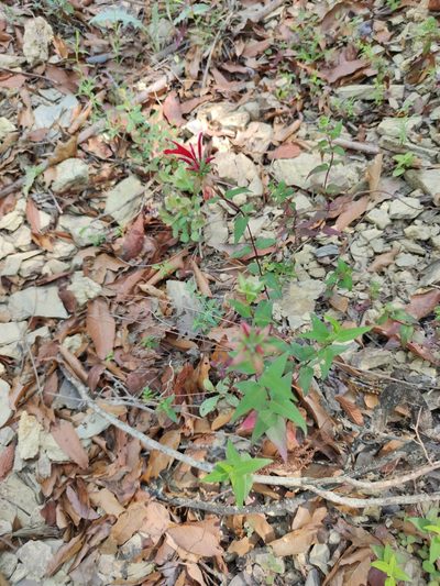 Monarda pringlei, photographed by Liliana Ramírez-Freire