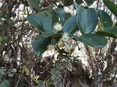 Aphloia theiformis