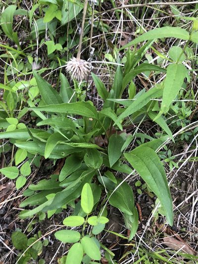 Echinacea laevigata, photographed by John Kees
