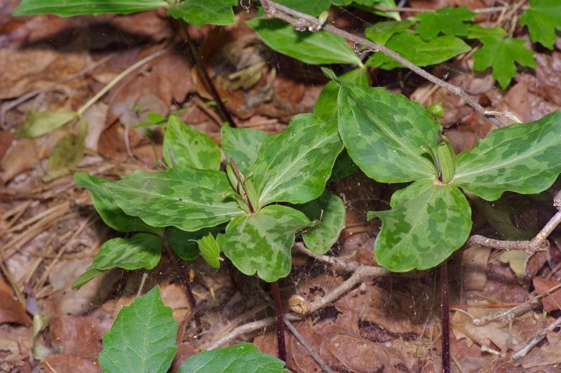 Trillium gracile, photographed by Michelle W. （鍾偉瑋）