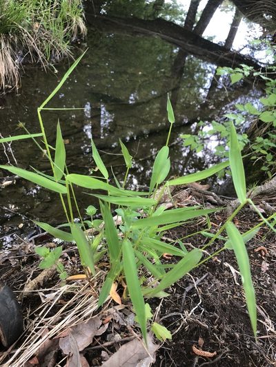 Dichanthelium yadkinense, photographed by John Kees