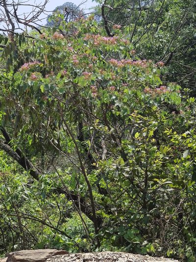 Bauhinia macranthera, photographed by Liliana Ramírez-Freire