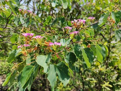 Bauhinia macranthera, photographed by Liliana Ramírez-Freire