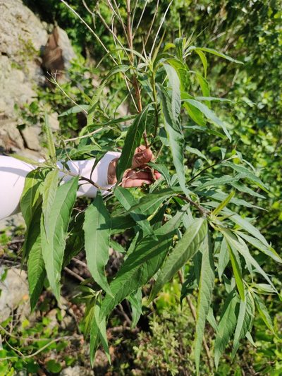 Verbesina persicifolia, photographed by Liliana Ramírez-Freire
