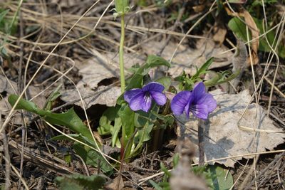 Viola dissecta, photographed by Oleg Kosterin