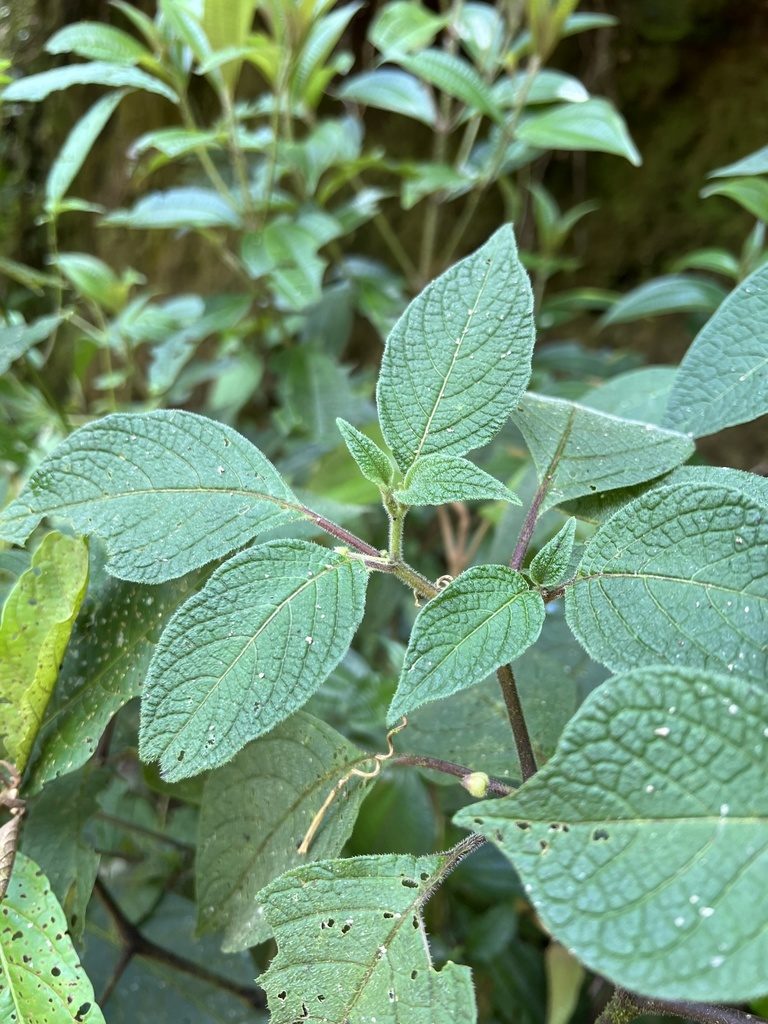 Deprea bitteriana, photographed by Nicolás Baresch Uribe
