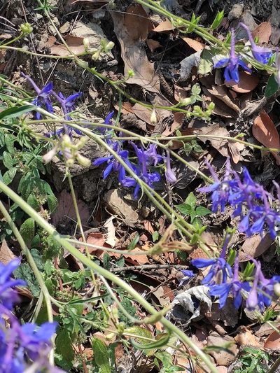 Delphinium madrense, photographed by Liliana Ramírez-Freire