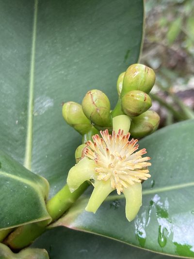 Clusia multiflora, photographed by julianazuluaga-carrero