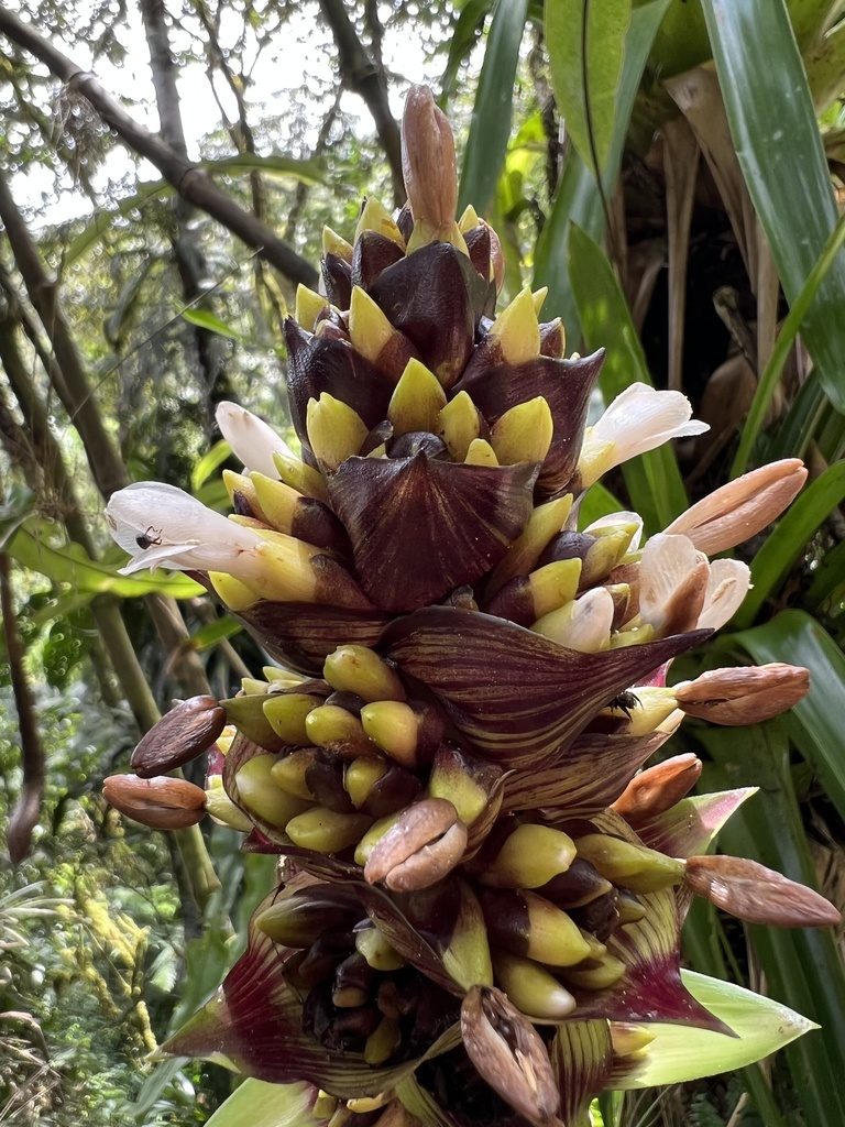 Guzmania mitis, photographed by Nicolás Baresch Uribe