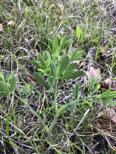Baptisia aberrans, photographed by John Kees