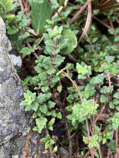 Lourteigia microphylla, photographed by julianazuluaga-carrero