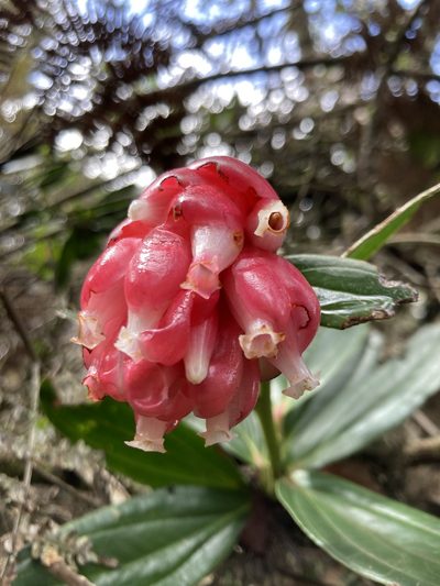 Cavendishia nitida, photographed by julianazuluaga-carrero
