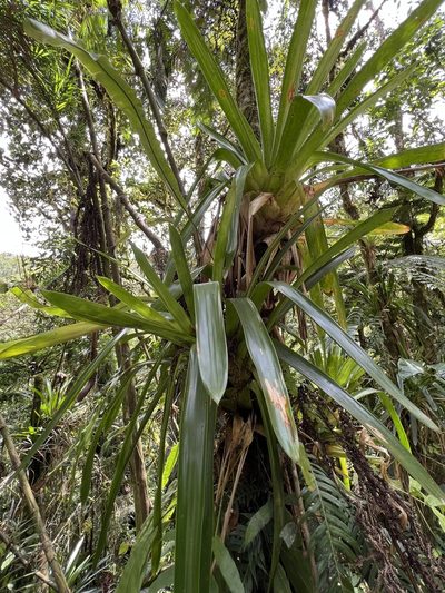 Guzmania mitis, photographed by Nicolás Baresch Uribe