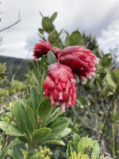 Cavendishia nitida, photographed by julianazuluaga-carrero