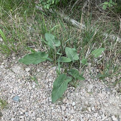 Arctium minus, photographed by Daryl Nolan