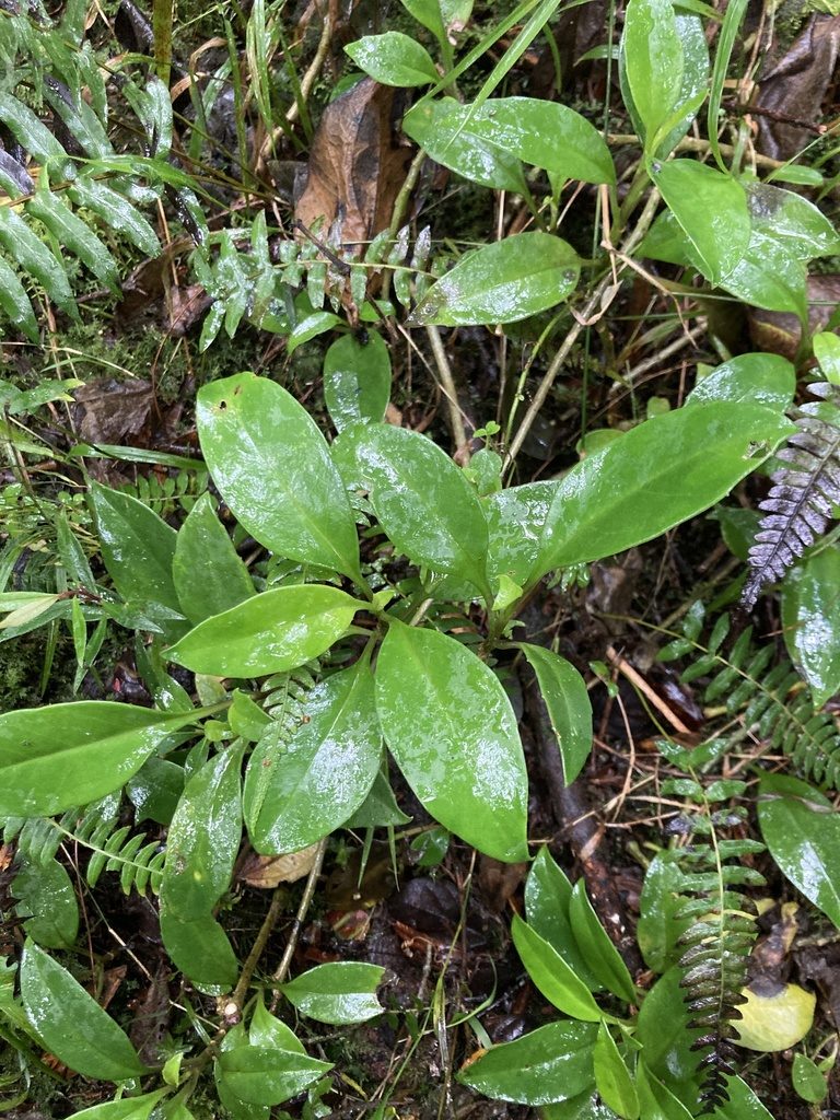 Valeriana clematitis, photographed by julianazuluaga-carrero