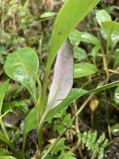 Valeriana clematitis, photographed by julianazuluaga-carrero