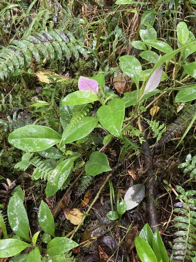 Valeriana clematitis, photographed by julianazuluaga-carrero