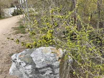 Ulmus pumila, photographed by Daryl Nolan