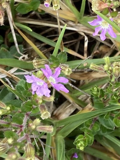 Cuphea ciliata, photographed by julianazuluaga-carrero