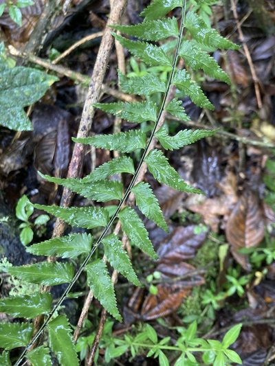 Asplenium harpeodes, photographed by julianazuluaga-carrero