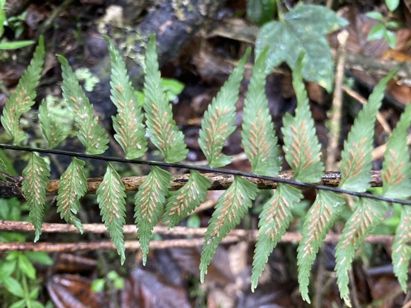 Asplenium harpeodes, photographed by julianazuluaga-carrero