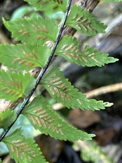 Asplenium harpeodes, photographed by julianazuluaga-carrero