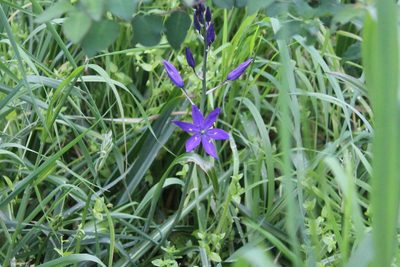 Camassia leichtlinii, photographed by Michelle Norcéide