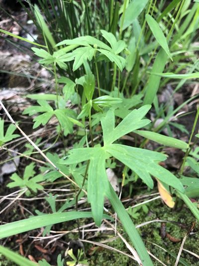 Aconitum uncinatum, photographed by John Kees