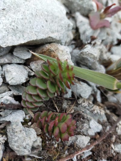 Phedimus selskianus, photographed by Viola Alekseeva