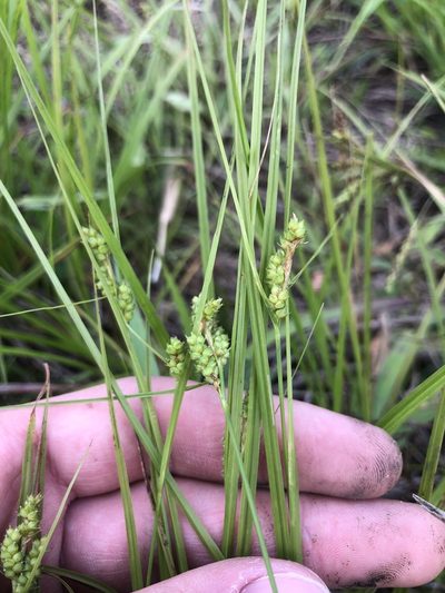 Carex caroliniana, photographed by John Kees