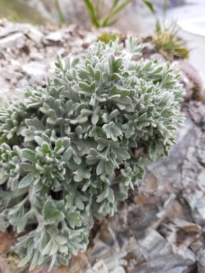 Artemisia pannosa, photographed by Viola Alekseeva