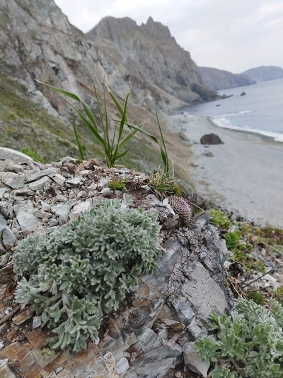 Artemisia pannosa, photographed by Viola Alekseeva