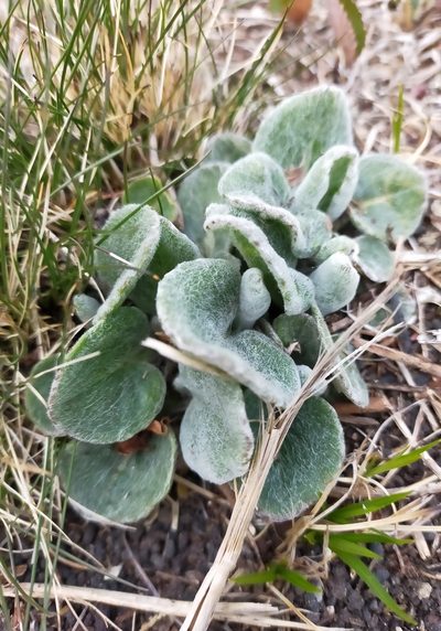 Tephroseris subscaposa, photographed by Viola Alekseeva