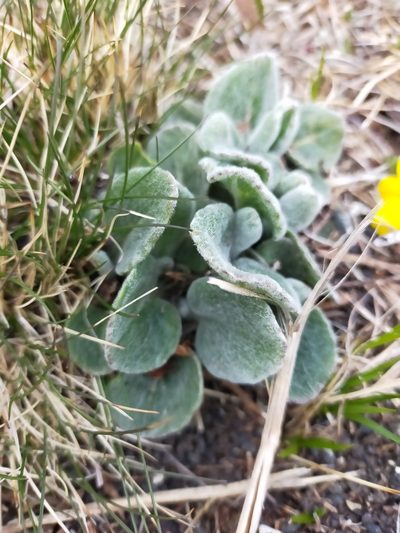 Tephroseris subscaposa, photographed by Viola Alekseeva
