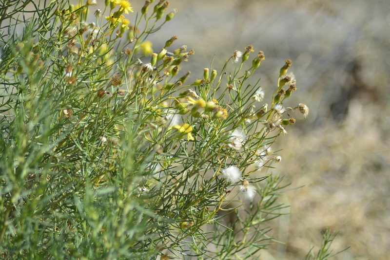 Senecio subulatus, photographed by veonatura
