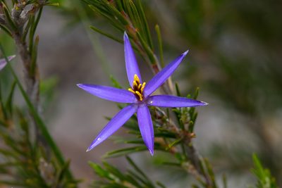 Calectasia intermedia, photographed by Kym Nicolson