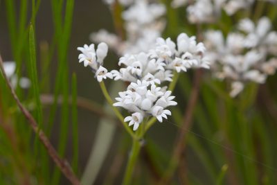 Conospermum mitchellii, photographed by Kym Nicolson