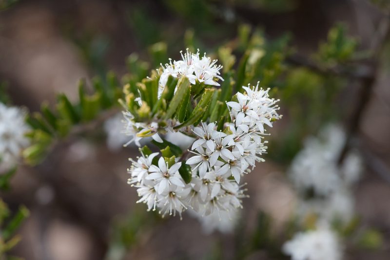 Leionema bilobum, photographed by Kym Nicolson