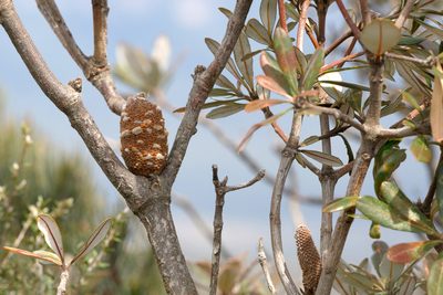 Banksia saxicola, photographed by Kym Nicolson