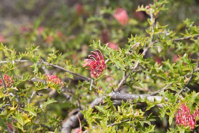 Grevillea aquifolium, photographed by Kym Nicolson