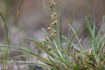 Lomandra nana, photographed by Kym Nicolson