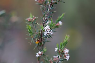 Leucopogon glacialis, photographed by Kym Nicolson