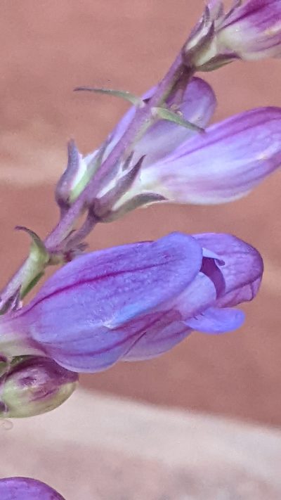 Penstemon laevis, photographed by Darrin Gobble