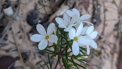 Leptosiphon nuttallii, photographed by Darrin Gobble