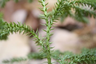 Dendrolycopodium dendroideum, photographed by Gus