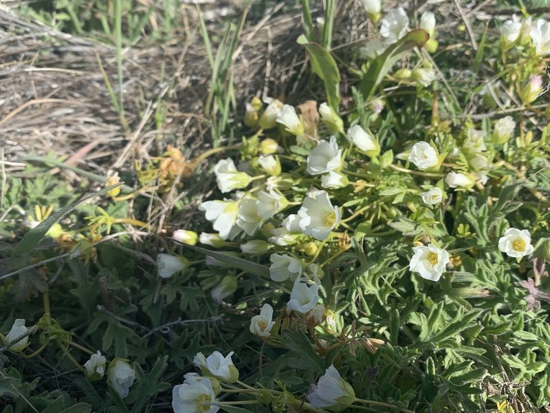 Limnanthes alba, photographed by Stevie Steele