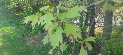 Quercus falcata, photographed by Ana Ka'ahanui